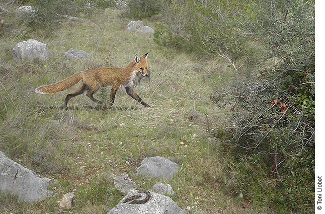 Garriga d’Empordà, detall de guilla