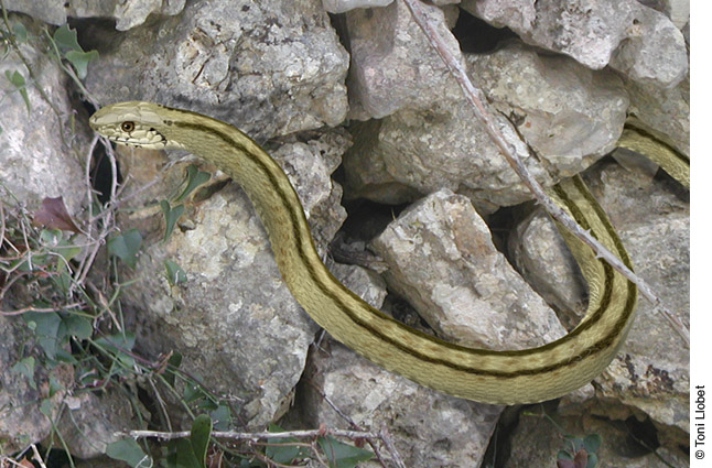 Garriga d’Empordà, detall de serp blanca