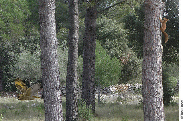 Garriga d’Empordà, detall de mussol banyut i esquirol