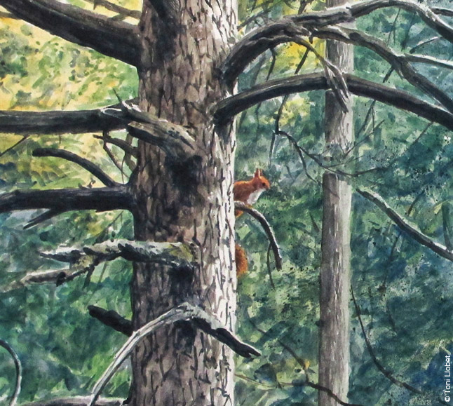 Boscos vells - Artists for Nature al Pirineu