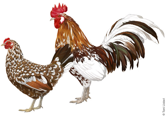 Gall i gallina “flor d’ametller”