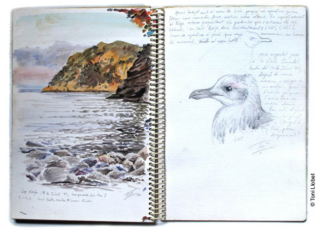 tonillobet_wildlifeart_watercolour05_cap_de_creus