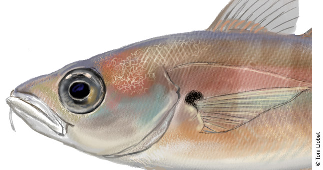 Trisopterus © Toni Llobet Trisopterus © Toni Llobet